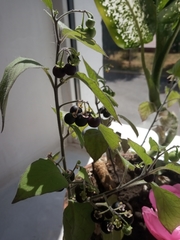 Solanaceae