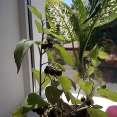 Solanaceae