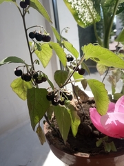Solanaceae