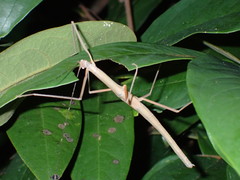 Paramarmessoidea