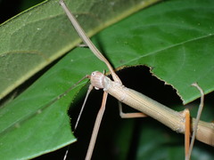 Paramarmessoidea