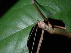 Paramarmessoidea