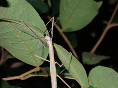 Paramarmessoidea