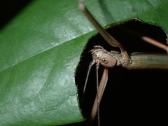 Paramarmessoidea