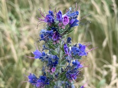 Echium vulgare