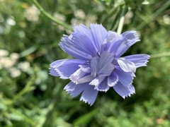 Cichorium intybus