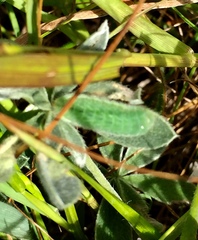 Icaricia icarioides missionensis