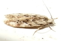 Coleotechnites coniferella