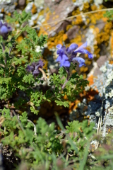 Dracocephalum discolor