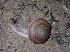 Ariophantidae