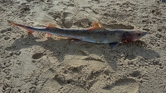 Mustelus mustelus