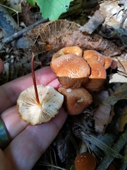 Marasmius cohaerens