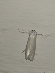 Scirpophaga praelata
