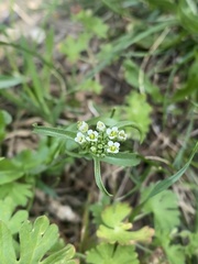 Capsella bursa-pastoris