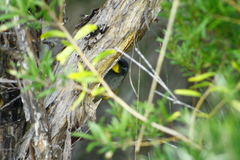 Nesoptilotis flavicollis
