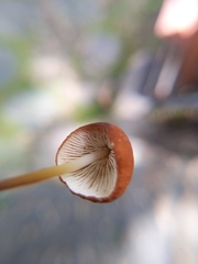 Marasmius cohaerens