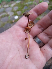 Marasmius cohaerens