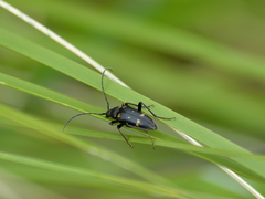 Judolia erratica bottcheri