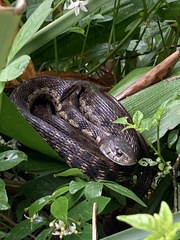 Thamnophis cyrtopsis collaris