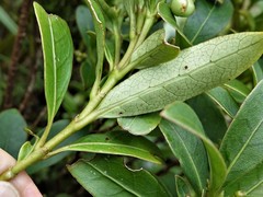 Coprosma dodonaeifolia