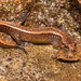 Salamandra de Seepage - Photo (c) Saunders Drukker, algunos derechos reservados (CC BY-NC), subido por Saunders Drukker