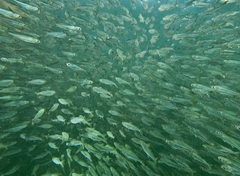 Atherinomorus vaigiensis