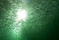 Atherinomorus vaigiensis