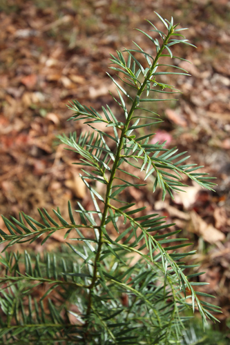 Taxus floridana image