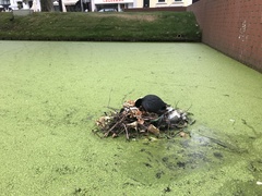 Fulica atra