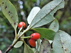 Coprosma dodonaeifolia