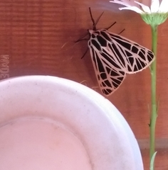 Apantesis parthenice