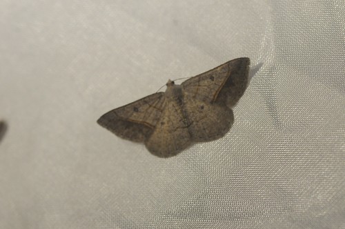 Dark-bordered Granite photo 6