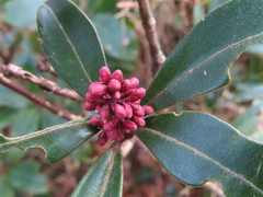 Skimmia