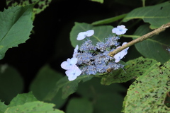 Hydrangea serrata
