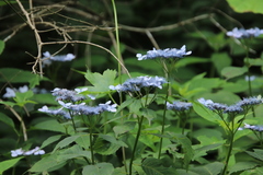 Hydrangea serrata