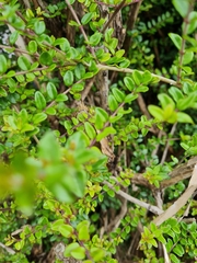 Magnoliopsida