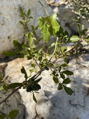 Searsia gueinzii