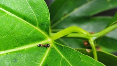 Myrmarachne melanocephala