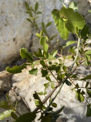 Searsia gueinzii