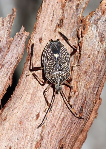 Gum Tree Shield Bug