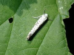 Yponomeuta irrorellus