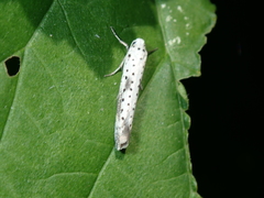 Yponomeuta irrorellus