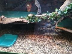 Acrantophis dumerili