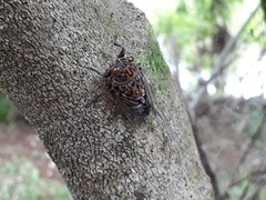 Amphipsalta cingulata