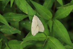 Spilarctia seriatopunctata