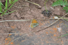 Coenonympha amaryllis