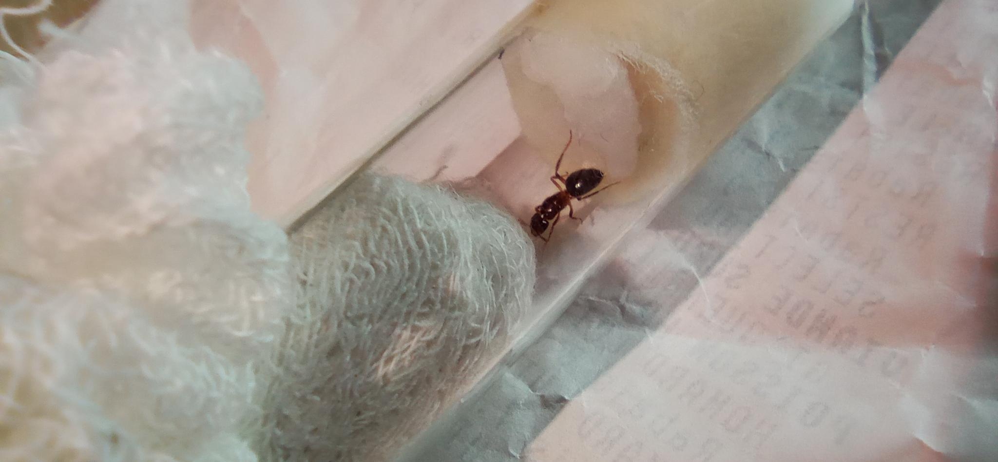 Lasius speculiventris