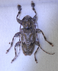 Aegomorphus modestus