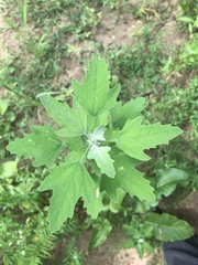 Chenopodium ficifolium