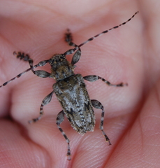 Aegomorphus modestus